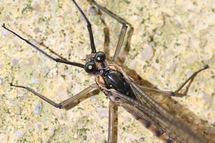 Epeorus del torrente Argentina - Badalucco (IM)